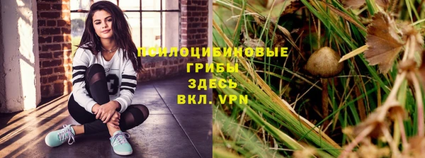прущие грибы Бородино