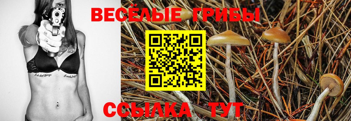 Псилоцибиновые грибы Psilocybe Зима